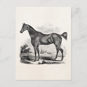 Vintage Thoroughbred Horse Equestrian Personalised Postcard