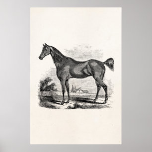Vintage Thoroughbred Horse Equestrian Personalised Poster
