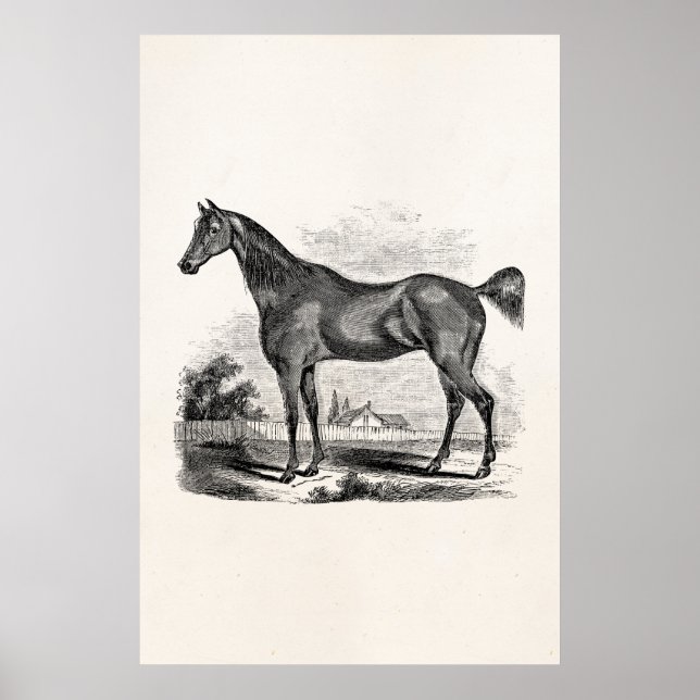 Vintage Thoroughbred Horse Equestrian Personalised Poster (Front)