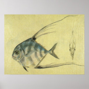 Vintage Threadfin Trevally, African Pompano Fish Poster