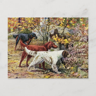 Vintage Three Irish Setters Postcard
