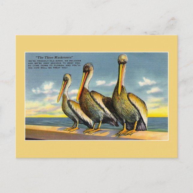 Vintage three musketeers pelicans from Florida Postcard (Front)