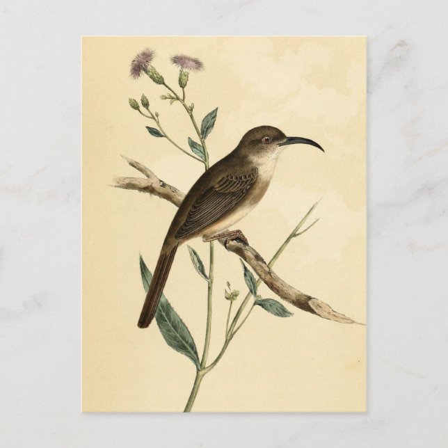 Vintage Thrush Bird Postcard (Front)