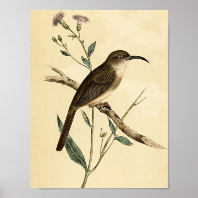 Vintage Thrush Bird Poster (Front)
