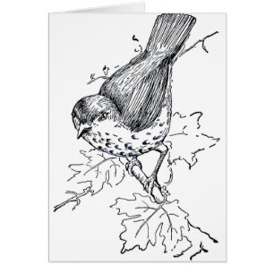Vintage Thrush Black and White