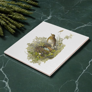 Vintage Thrush Guards Her Eggs Tile