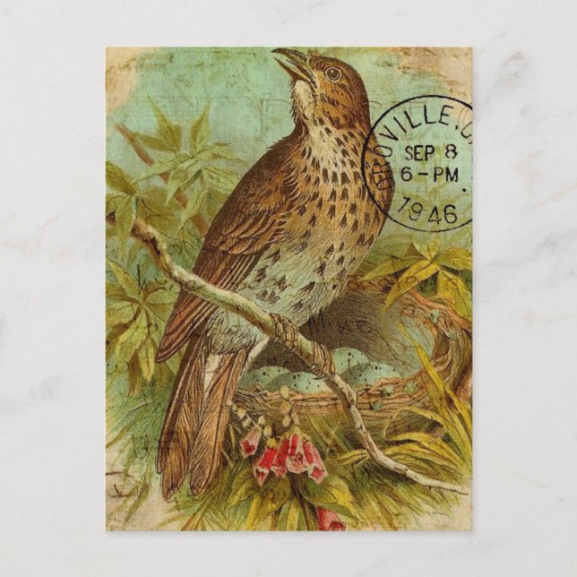 Vintage Thrush Postcard (Front)