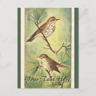 Vintage Thrushes Postcard
