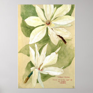 Vintage Tiffany Umbrella Magnolia Flower Study Poster