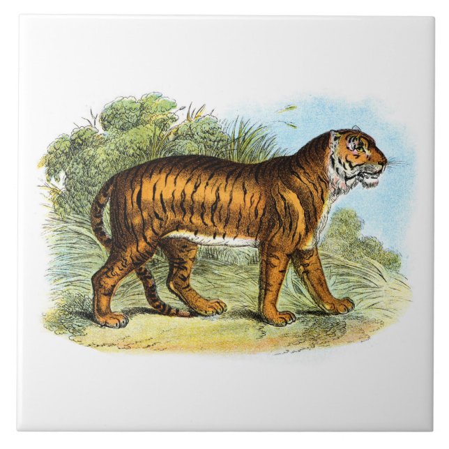 Vintage Tiger Animal Illustration Tile (Front)