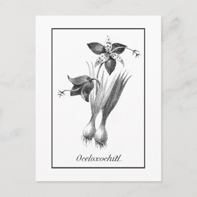 Vintage tiger flower etching card (Front)