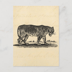 Vintage Tiger Illustration - 1800's Tigers African Postcard