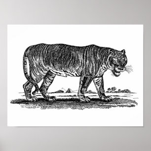 Vintage Tiger Illustration - 1800's Tigers African Poster