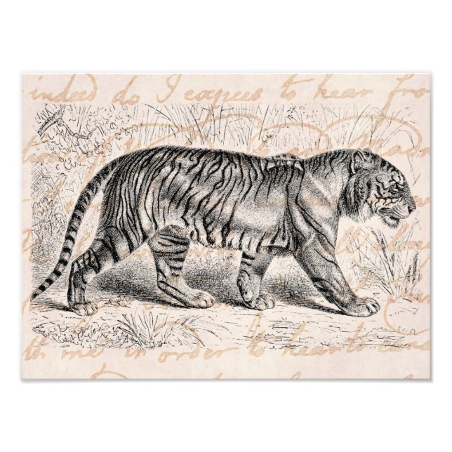Vintage Tiger Illustration Tigers Template Photo Print (Front)