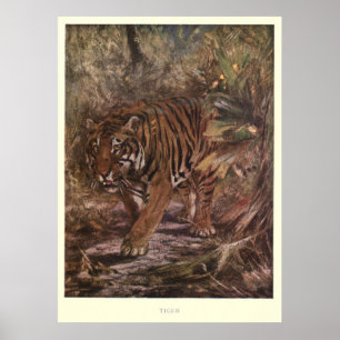 Vintage Tiger Painting (1909) Poster