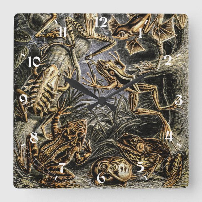 Vintage Toads and Frogs by Ernst Haeckel Square Wall Clock (Front)