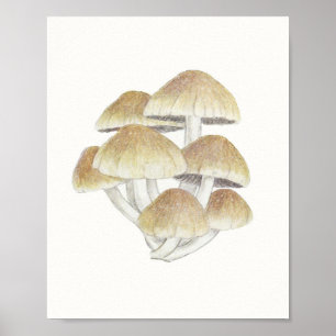 Vintage Toadstool Mushroom Fungus Fungi Poster