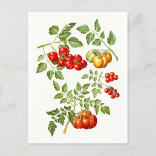 Vintage Tomato Botanical Illustration Postcard