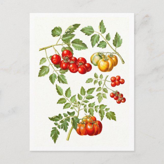 Vintage Tomato Botanical Illustration Postcard (Front)