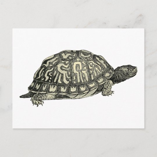 Vintage Tortoise Illustration Postcard | Zazzle.co.uk