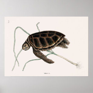 Vintage Tortoise Illustration Poster