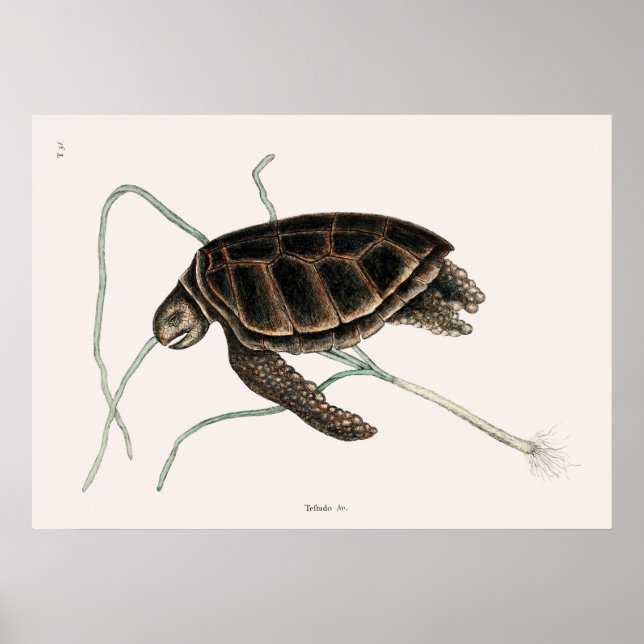 Vintage Tortoise Illustration Poster (Front)