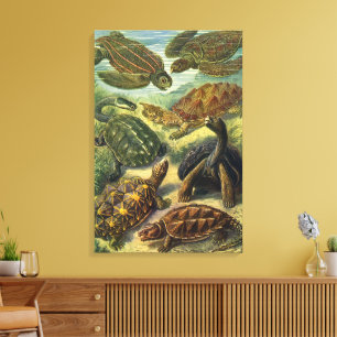 Vintage Tortoises and Sea Turtles by Ernst Haeckel Canvas Print
