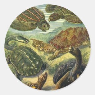 Vintage Tortoises and Sea Turtles by Ernst Haeckel Classic Round Sticker
