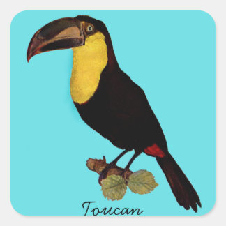 VINTAGE TOUCAN BIRD. YELLOW-THROATED TOUCAN STICKE SQUARE STICKER