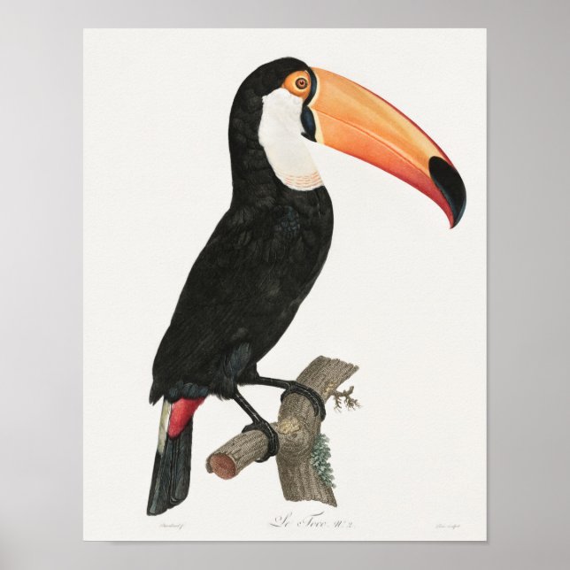 Vintage Toucan Illustration Poster (Front)