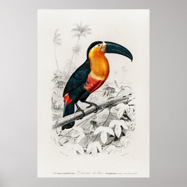 Vintage Toucan Illustration Poster (Front)