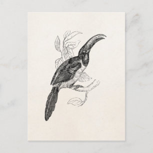 Vintage Toucan Tropical Bird - Retro 1800s Birds Postcard
