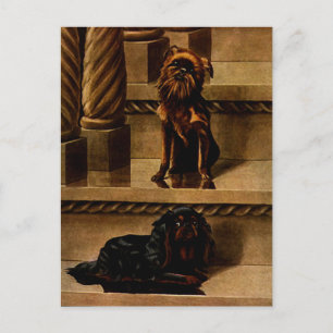 Vintage Toy Dogs Postcard