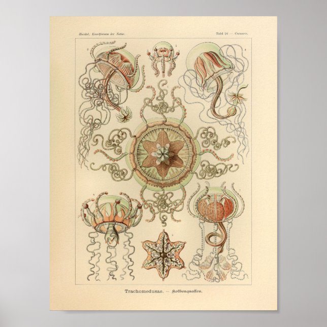 Vintage Trachomedusae Colour Ernst Haeckel Print (Front)