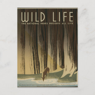 Vintage Travel Poster - Wildlife circa 1940 Postcard