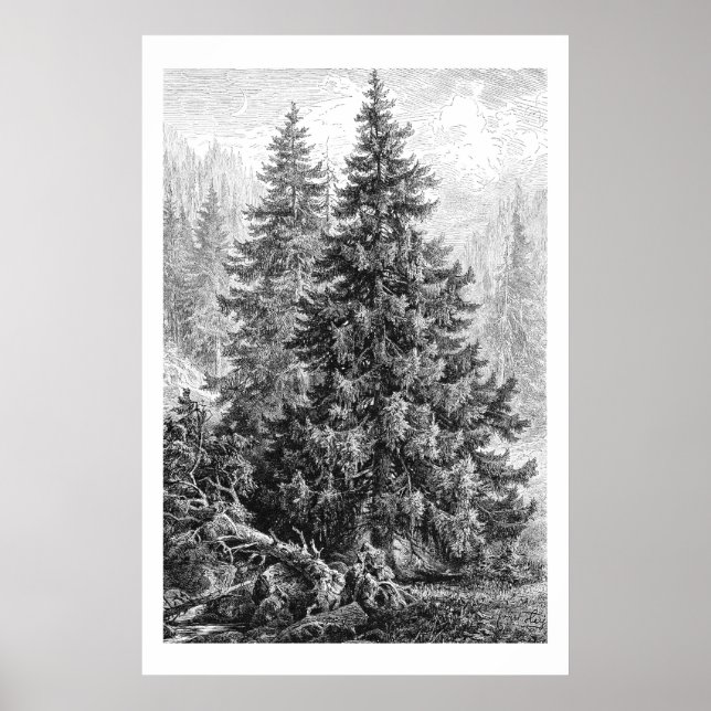 Vintage Tree 1800s Antique European Spruce  Poster (Front)