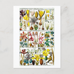 Vintage Triandria Floral Botanical Chart Postcard