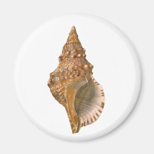 Vintage Triton Seashell Shell, Marine Ocean Animal Magnet