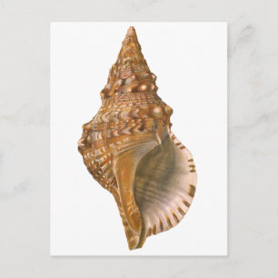 Vintage Triton Seashell Shell, Marine Ocean Animal Postcard