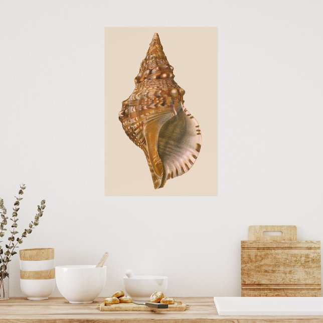 Vintage Triton Seashell Shell, Marine Ocean Animal Poster (Kitchen)