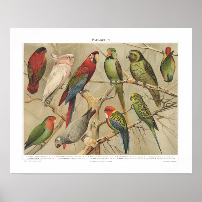 Vintage Tropical Birds Colourful Parrots  Poster (Front)