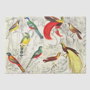 Vintage Tropical Birds of Paradise Decoupage Tissue Paper