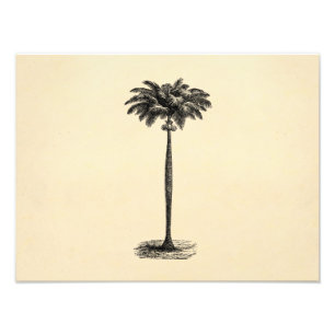 Vintage Tropical Island Palm Tree Template Blank Photo Print