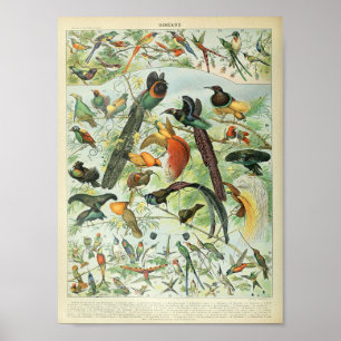 Vintage Tropical Jungle Forest Bird Poster