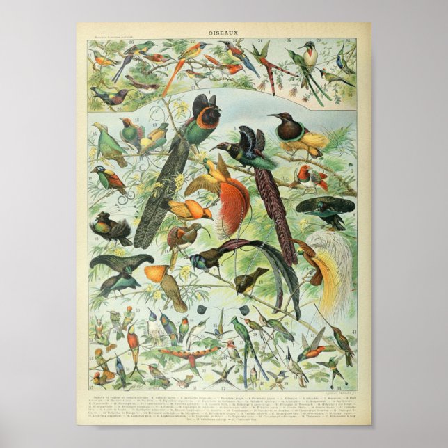 Vintage Tropical Jungle Forest Bird Poster (Front)