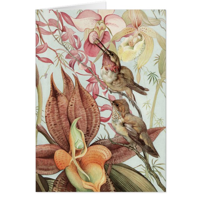 Vintage Tropical Orchids, Flowers and Hummingbirds (Front)