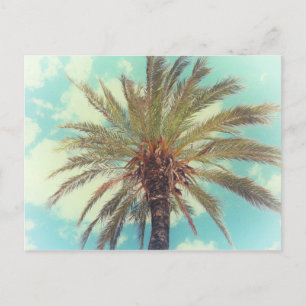 Vintage Tropical Palm Tree Postcard