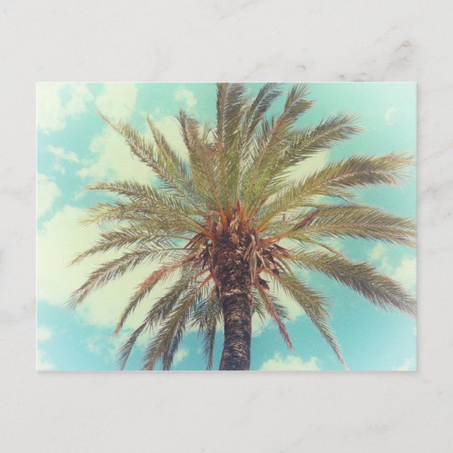 Vintage Tropical Palm Tree Postcard (Front)