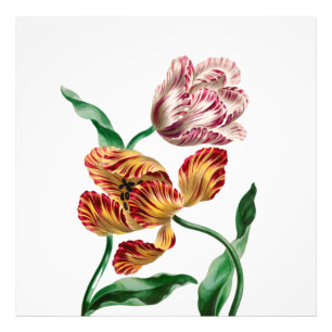 Vintage Tulip Botanical Illustration Photo Print