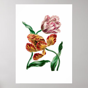Vintage Tulip Botanical Illustration Poster
